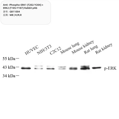 Fosozga qarshi fospos1 (T202 \/ Y204) + ERK2 (T185 \/ Y187) quyon pab